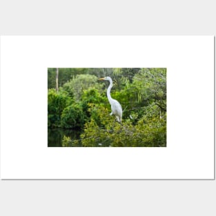 The Kings Great Egret of  Gatorland Posters and Art